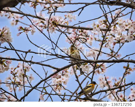 桜の枝に憩う小鳥たち、春の訪れの情景 136717250