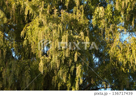 メタセコイアの雄花・2025年11月 メタセコイアの雄花・2025年11月 136717439