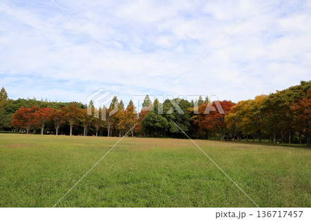 秋の公園 色づく雑木林 秋の公園 色づく雑木林 136717457