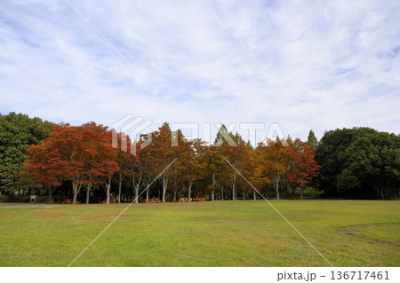 秋の公園 色づく雑木林 秋の公園 色づく雑木林 136717461