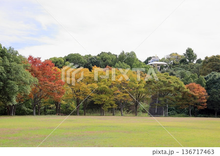 秋の公園　色づく雑木林 136717463