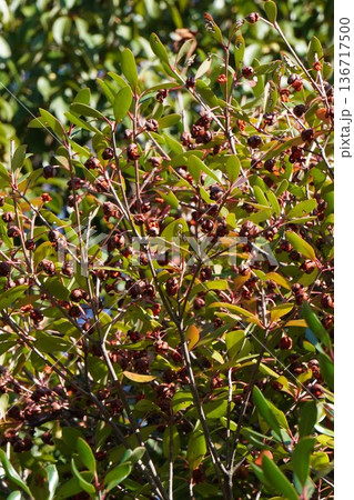 モッコクの熟した実・2025年11月 136717500