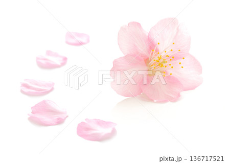 桜 花びら ピンク 春 白 背景 136717521