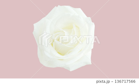 白色バラの生花 切り抜き エレガント 上品 白色バラの生花 切り抜き エレガント 上品 136717566