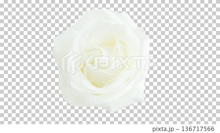Fresh white roses, cut out, elegant, refined 136717566
