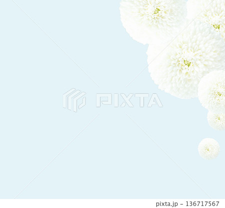 お供え花　白い菊の花マムの背景フレーム素材　コピースペース 136717567