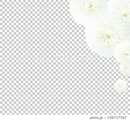 お供え花　白い菊の花マムの背景フレーム素材　コピースペース 136717567