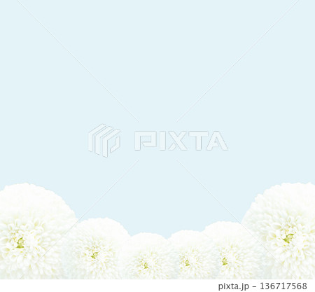 お供え花 白い菊の花マムの背景フレーム素材 コピースペース お供え花 白い菊の花マムの背景フレーム素材 コピースペース 136717568