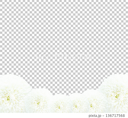 お供え花 白い菊の花マムの背景フレーム素材 コピースペース お供え花 白い菊の花マムの背景フレーム素材 コピースペース 136717568