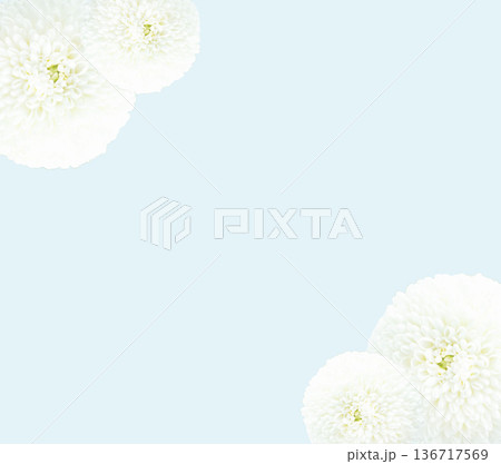 お供え花　白い菊の花マムの背景フレーム素材　コピースペース 136717569