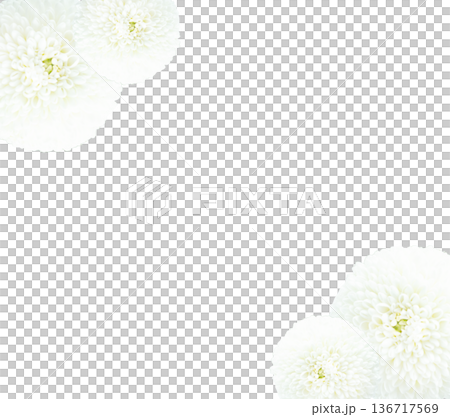 お供え花　白い菊の花マムの背景フレーム素材　コピースペース 136717569
