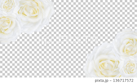 White rose background frame with copy space White rose background frame with copy space 136717572