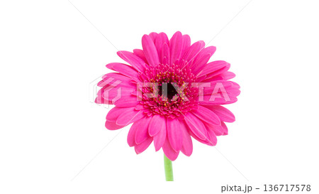 鮮やかピンク色の花ガーベラ 切り抜き 白バック 鮮やかピンク色の花ガーベラ 切り抜き 白バック 136717578