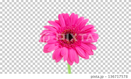 鮮やかピンク色の花ガーベラ 切り抜き 白バック 鮮やかピンク色の花ガーベラ 切り抜き 白バック 136717578