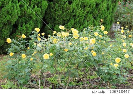 バラの花 ゴールドバニー バラの花 ゴールドバニー 136718447