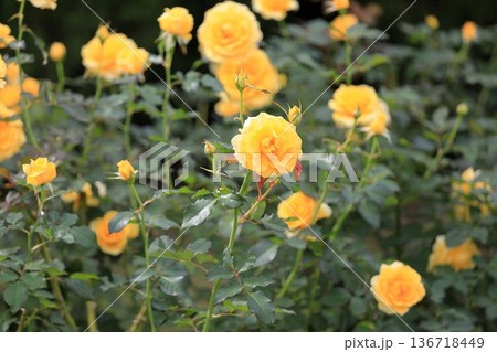 バラの花　ゴールドバニー 136718449