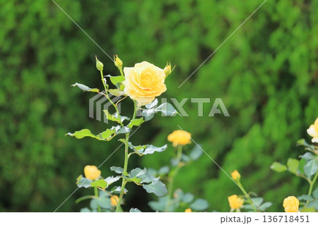 バラの花 ゴールドバニー バラの花 ゴールドバニー 136718451