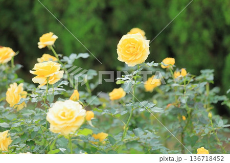 バラの花 ゴールドバニー バラの花 ゴールドバニー 136718452