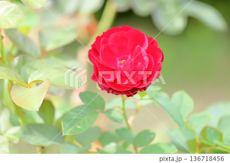 バラの花 リリーマルレーン バラの花 リリーマルレーン 136718456