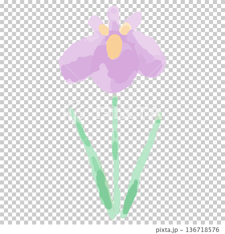 幼稚園・保育園向け 5月のやさしい水彩挿絵イラストシリーズ｜あやめの花 136718576