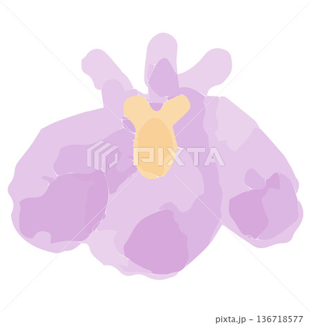 幼稚園・保育園向け 5月のやさしい水彩挿絵イラストシリーズ｜あやめの花 136718577