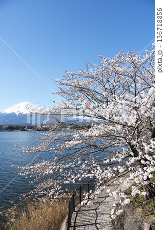 青空の下、湖畔に咲き誇る桜と対岸にかまえる冠雪の真白き富士山、縦 136718856