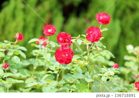 バラの花 リリーマルレーン バラの花 リリーマルレーン 136718891