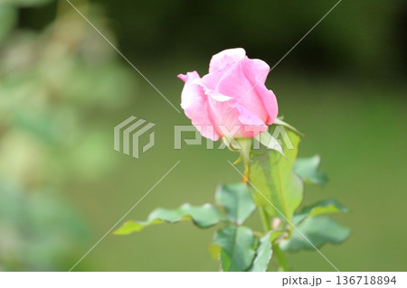 バラの花　ブライダルピンク 136718894