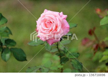 バラの花 ブライダルピンク バラの花 ブライダルピンク 136718896