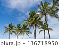 Palm tropical leaves. Summer holiday under the palm shadows. Tropical palm tree. Palm leaf for summer design. 136718950