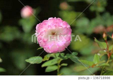 バラの花 マチルダ バラの花 マチルダ 136718986