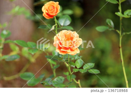 バラの花　アシュラム 136718988