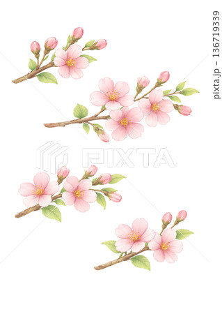 桜 枝 セット 花 水彩 春 ナチュラル イラスト 切り抜き素材 136719339