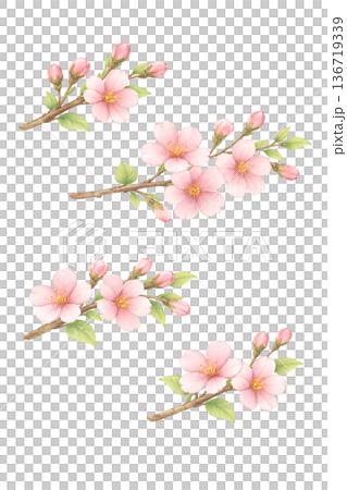 桜 枝 セット 花 水彩 春 ナチュラル イラスト 切り抜き素材 136719339