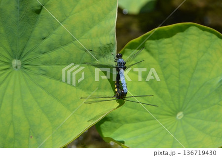 交尾中のオオシオカラトンボ（埼玉県小川町） 136719430