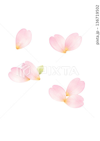 桜 花びら セット 春 水彩 ナチュラル イラスト 切り抜き素材 136719502
