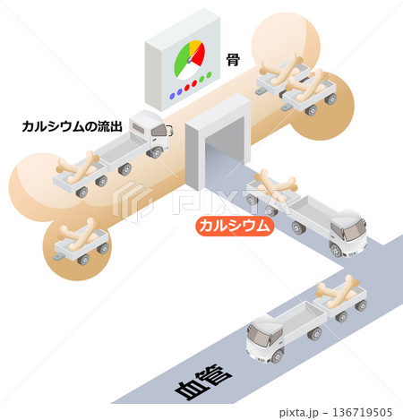 骨からカルシウムの流出する構造 136719505