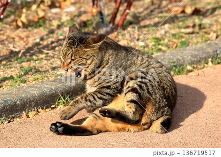 おさぼり中 136719517