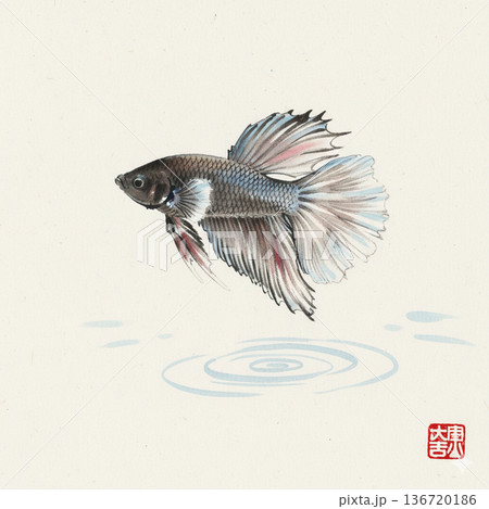 泳ぐベタ　黒　水彩画 136720186