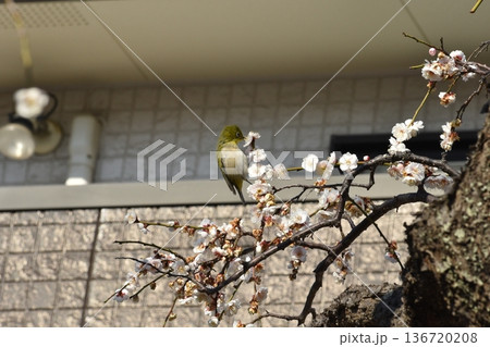 梅の花蜜を吸うメジロ 梅の花蜜を吸うメジロ 136720208