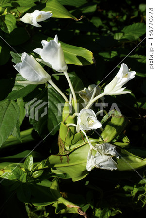 秋10月真っ白い花を咲かせたジンジャーリリーの花 136720228