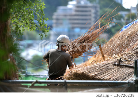 茅葺屋根の葺き替え工事　茅葺職人の作業風景 136720239