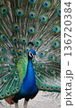 羽を広げた孔雀 136720384