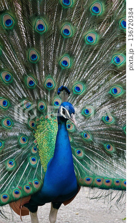 羽を広げた孔雀 136720384