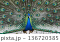 羽を広げた孔雀 136720385