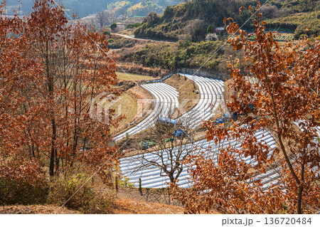 祝戸の棚田風景　国営飛鳥歴史公園祝戸地区　奈良県 136720484