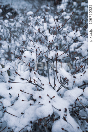 雪の積もったドウダンツツジの冬芽　b-3 クールライトカラー 136720523