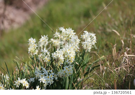 春を告げるスイセンの花 136720561