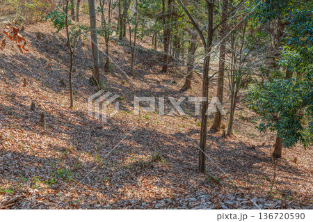 国営飛鳥歴史公園祝戸地区　落ち葉散り積もる山林　奈良県明日香村 136720590