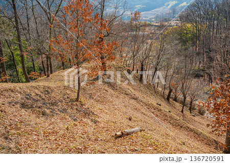 国営飛鳥歴史公園祝戸地区　落ち葉散り積もる山林　奈良県明日香村 136720591